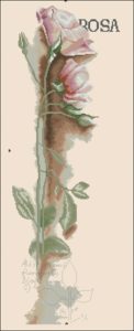 Rosa Rosa