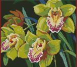 Orchids Orchids