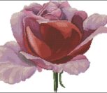 Rose Blossom Rose Blossom