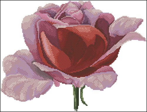 Rose Blossom