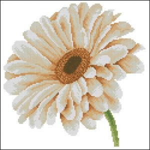 African Daisy In Close-Up African Daisy In Close-Up
