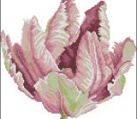 Tulip Tulip
