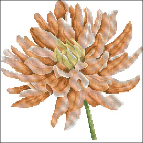 Dahlia Close Up