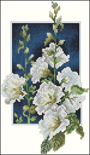 White hollyhocks