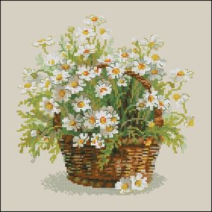 Russian Daisies Russian Daisies
