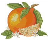 Summer Fruits – Orange Orange