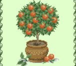 Апельсиновое дерево Апельсиновое дерево
