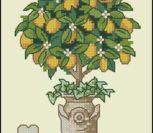 Lemon Tree Lemon Tree