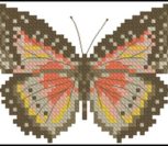 Motyl Brazowy Motyl Brazowy