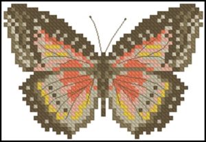 Motyl Brazowy Motyl Brazowy