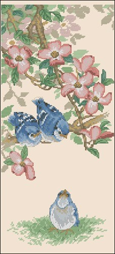 BABY BLUE JAYS