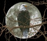 Eagle in Moonlight Eagle in Moonlight