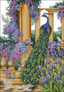 Peacock Elegance Peacock Elegance