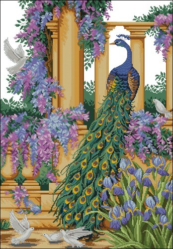 Peacock Elegance