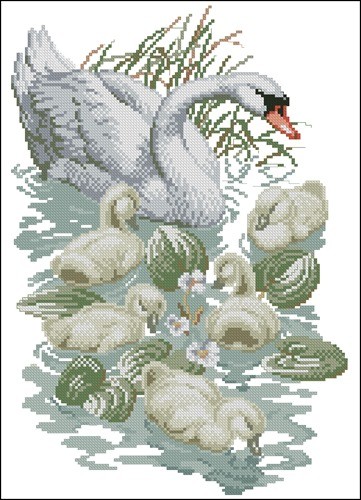 Swan and Signets