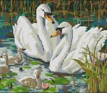 Swan Scene Swan Scene