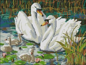 Swan Scene Swan Scene