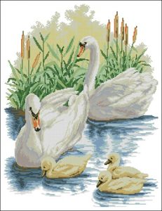 Swan Family on the River Swan Family on the River