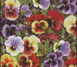 Pansy Pillow Pansy Pillow