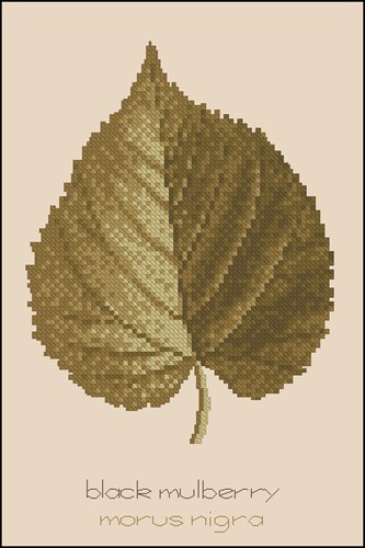 Black Mulberry