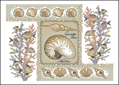 Nautilus Shells