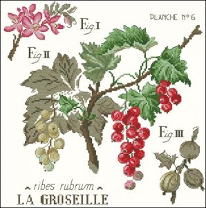 Etude aux Groseilles Etude aux Groseilles