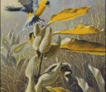 Meadow Gold Meadow Gold
