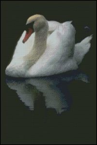 Swan Reflection