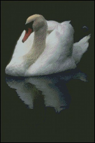 Swan Reflection