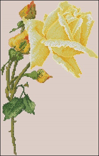 Yellow Rose with Buds
