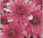 Pink Chrysanthemums Pink Chrysanthemums