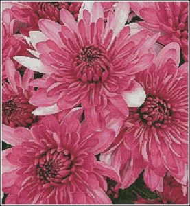 Pink Chrysanthemums Pink Chrysanthemums