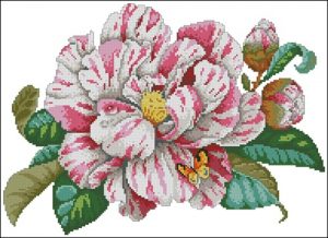 Classic Camelia Classic Camelia