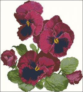 Ruby pansies Ruby pansies