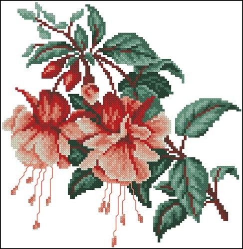 Fuchsia Blooms