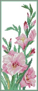 Blooming Pink Gladiolus Stems Blooming Pink Gladiolus Stems