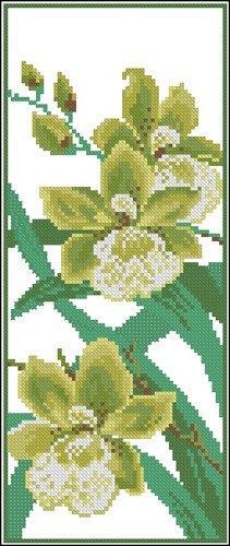 Orchid