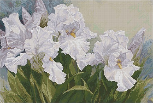 White Irises