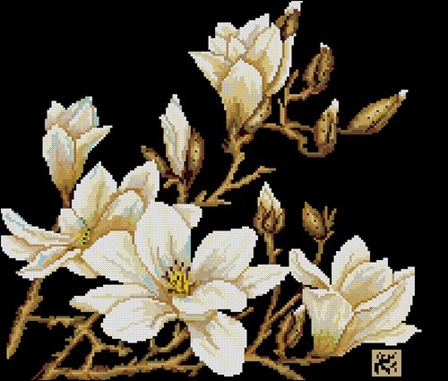 Magnolia Blossoms on Black