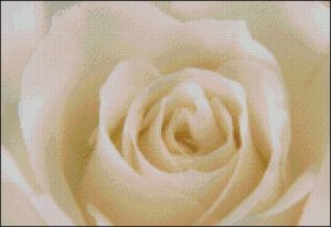 Розовый рай. Персиковая. Розовый рай . Персиковая.