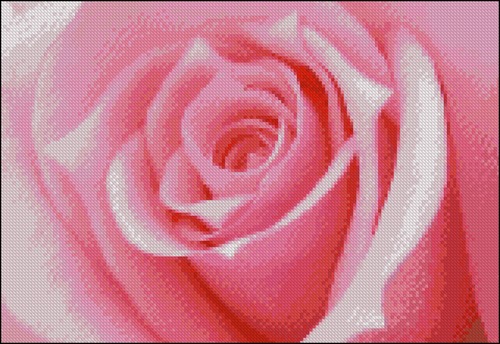 Blush Rose in Full Bloom