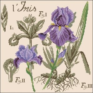 L'iris. Etudes de Botanigue L'iris. Etudes de Botanigue