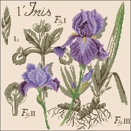 Iris Botanical Study
