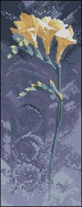 Freesia Freesia