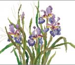 Dutch Iris Dutch Iris