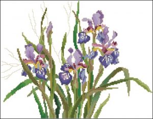 Dutch Iris Dutch Iris