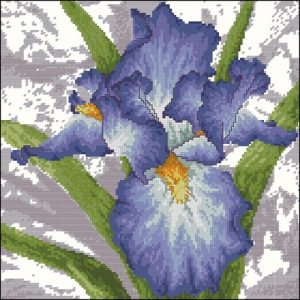 The rainbow flower (Iris) The rainbow flower (Iris)