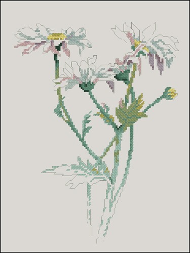 Camomiles