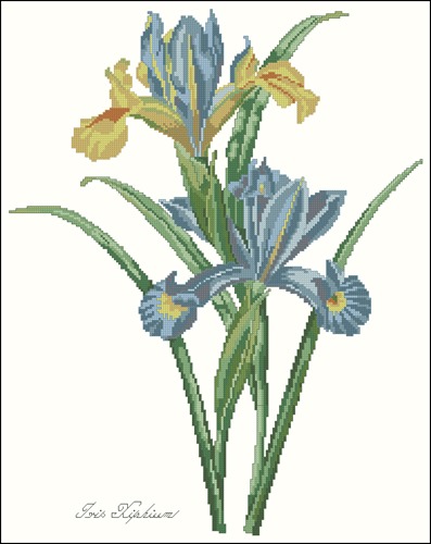 Iris Xiphium Blooms