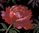 Well Worth Waiting For-Peony Well Worth Waiting For-Peony